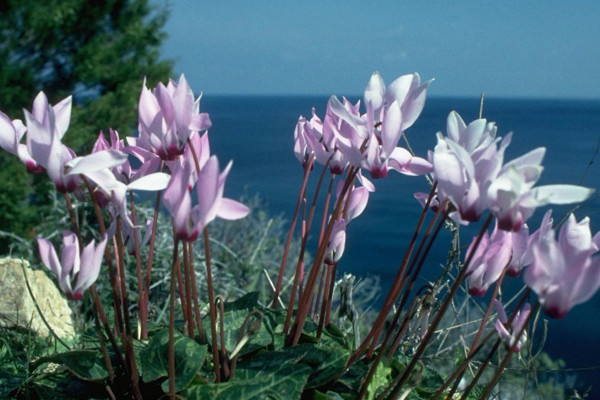 仙客來(lái)的葉子太多可以摘掉一些嗎