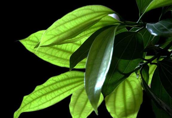 平安樹(shù)怎么修剪才茂盛，3種修剪方法