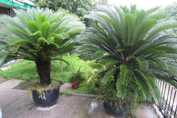 鐵樹施什么肥最好，施一些稀薄的復合液肥即可