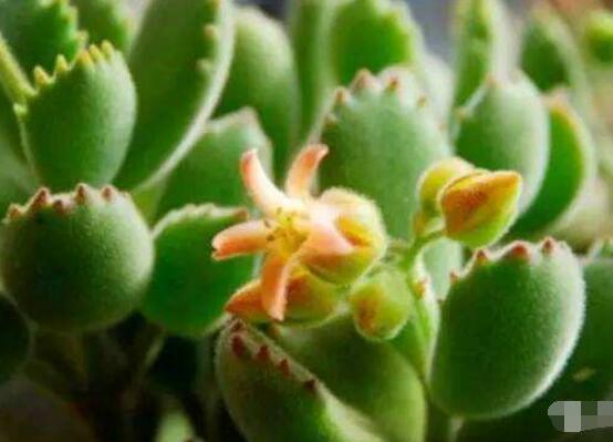 熊童子開花會死嗎，不會/適當遮陰、及時降溫