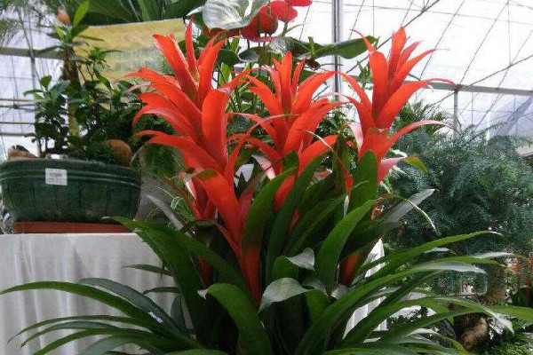 鴻運(yùn)當(dāng)頭的花干了怎么辦