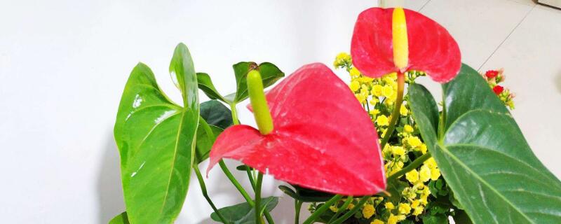 紅掌怎么養(yǎng)