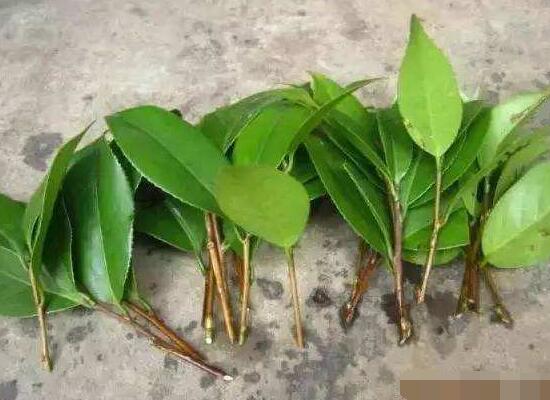 橡皮樹扦插，教你六大基本步驟快速生根發(fā)芽(30天)