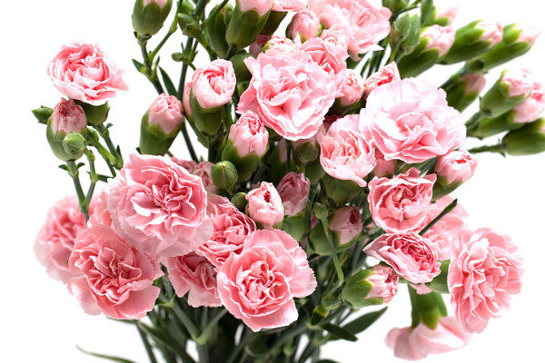 康乃馨花期多長時(shí)間