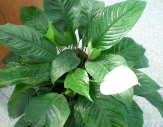 一帆風(fēng)順能澆淘米水嗎，做好這三點(diǎn)使盆土更加肥沃(能澆)