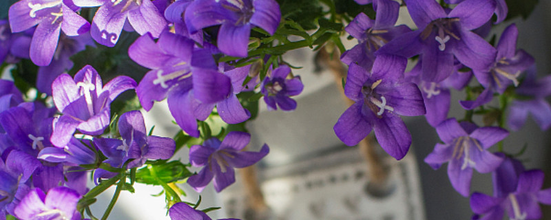 紫羅蘭花長(zhǎng)蟲(chóng)子該怎么收拾