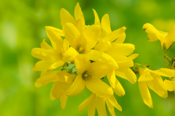 迎春花怎么養(yǎng)開花多