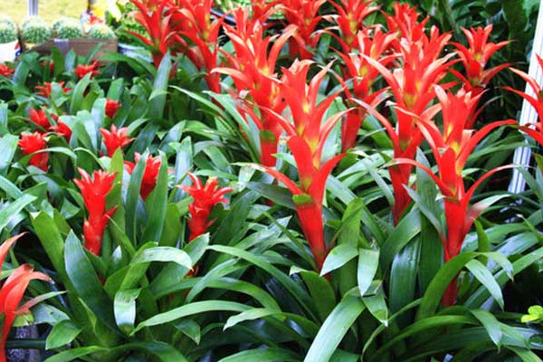 鴻運當(dāng)頭葉子發(fā)紅什么原因