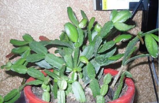 曇花扦插方法圖解，擇兩年生20-30厘米插蕙、扦插土壤深度1/3