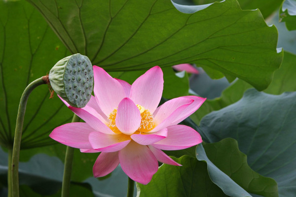 荷花苗種植方法和時(shí)間