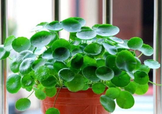 銅錢(qián)草水培好還是土培好，水培和土培兩者皆好