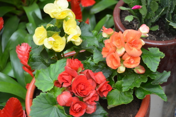 麗格海棠冬天的養(yǎng)殖方法和注意事項