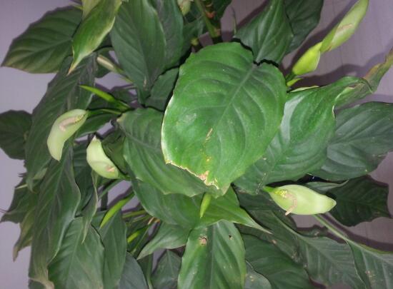 萬年青根發(fā)爛什么原因，萬年青爛根怎么辦