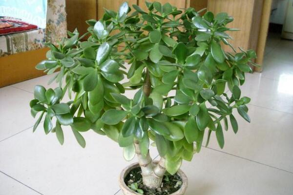 燕子掌冬天怎么養(yǎng)，保暖、光照、肥水一樣都不能少