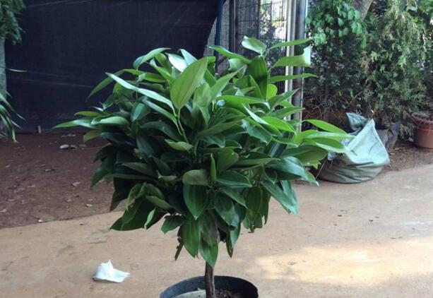 室內(nèi)養(yǎng)平安樹的好處，旺運(yùn)勢(shì)還健康