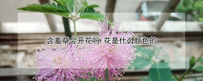 含羞草會開花嗎,花是什么顏色的