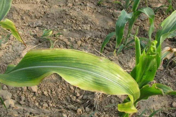 玉米苗發(fā)黃不長怎么回事