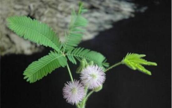 含羞草蔫了怎么辦，教你三種最直觀有效解決方法