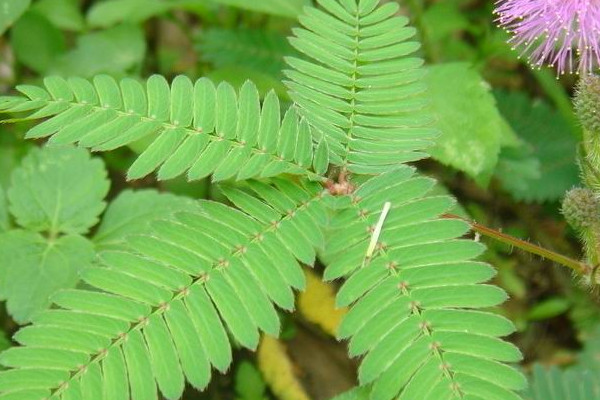 含羞草的種植注意事項(xiàng)