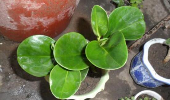 碧玉花葉子發(fā)黑怎么辦，四種原因以及解決辦法