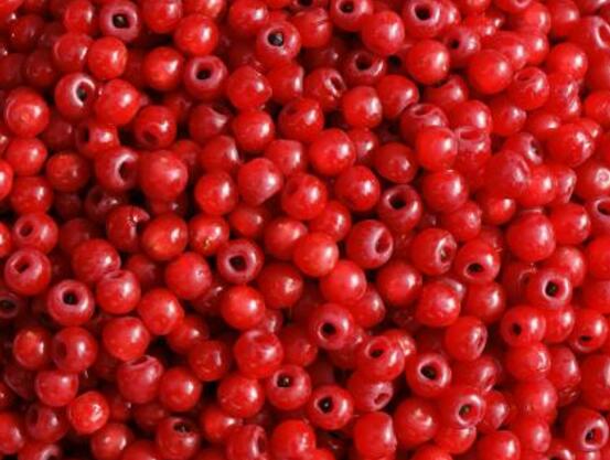 紅豆杉能在室內(nèi)養(yǎng)嗎，美化家居環(huán)境、凈化空氣