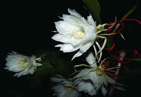 曇花的養(yǎng)殖方法和注意事項(xiàng)，老農(nóng)總結(jié)七大最實(shí)用養(yǎng)殖方法