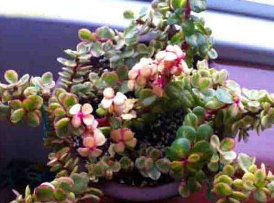 雅樂(lè)之舞怎么養(yǎng)出粉色，盆土合理/肥水結(jié)合/光照溫度適當(dāng)