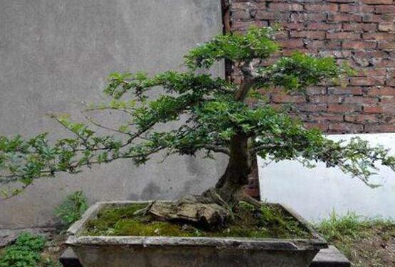 九里香盆栽的養(yǎng)殖方法，老農(nóng)總結(jié)五點(diǎn)最實(shí)用的養(yǎng)殖方法