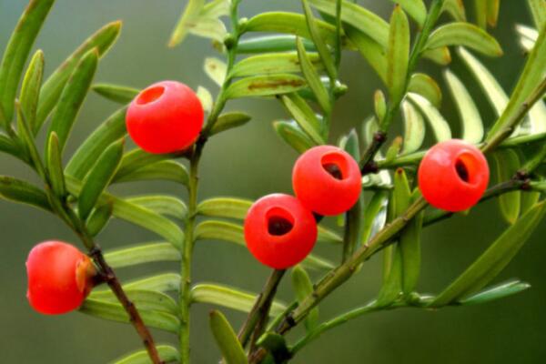 紅豆杉公母有什么區(qū)別，四大不同來區(qū)分