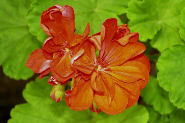 天竺葵和繡球花的區(qū)別