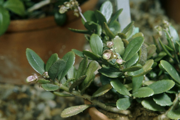 長(zhǎng)壽花冬季施什么肥