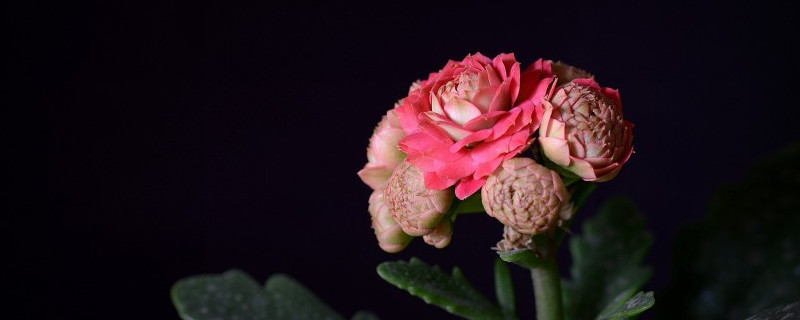 長(zhǎng)壽花春天可以修剪嗎