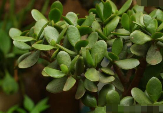 燕子掌和玉樹哪個有毒，玉樹汁液有毒/燕子掌無毒現象