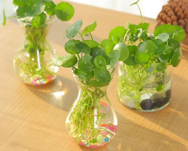 銅錢草怎么剪枝水培，剪成一根勤換水