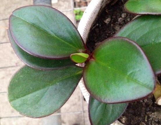 紫邊碧玉的作用以及花語(yǔ)，凈化空氣、活血止痛、跌打損傷