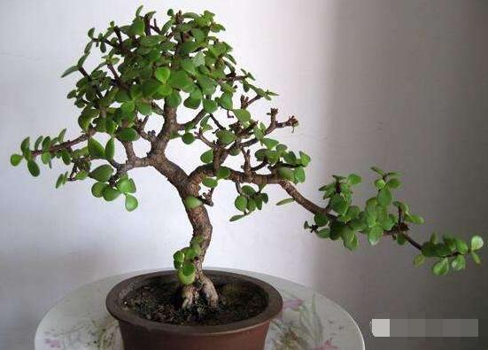 玉樹冬天怎么養(yǎng)，教你六個方法安然過冬