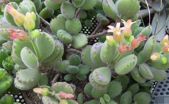 熊童子怎么度夏，做好遮陰通風(fēng)、保持微濕潤環(huán)境