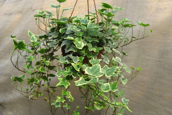 常春藤可以放臥室嗎，放臥室可凈化空氣增加綠意