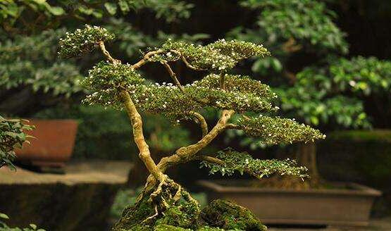 六月雪盆景造型方法，直乾式虬曲式懸崖式三種造型