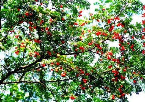 紅豆杉干枯后急救方法，教你四種方法輕松解決