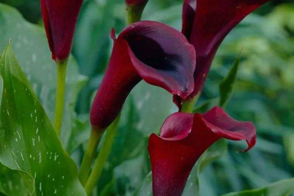 馬蹄蓮鮮花的養(yǎng)護方法