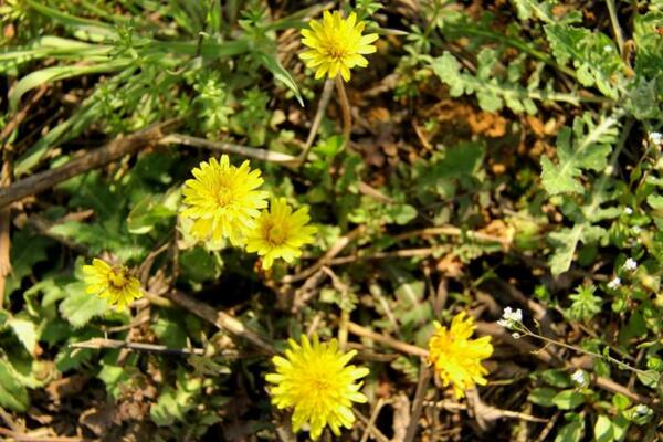 蒲公英是什么季節(jié)的，每年的4~9月綻放