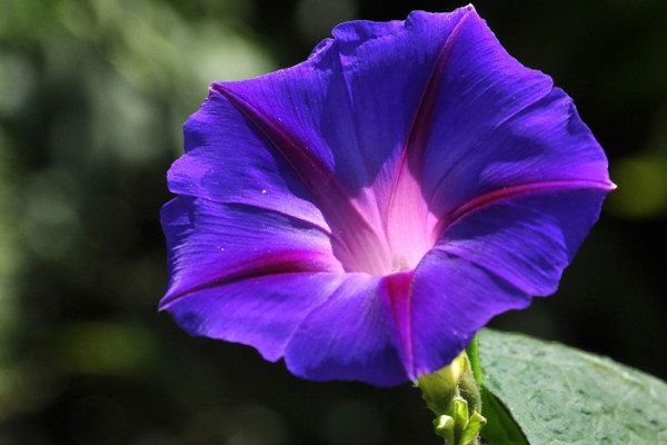 牽?；梢灾苯臃N在花盆里嗎