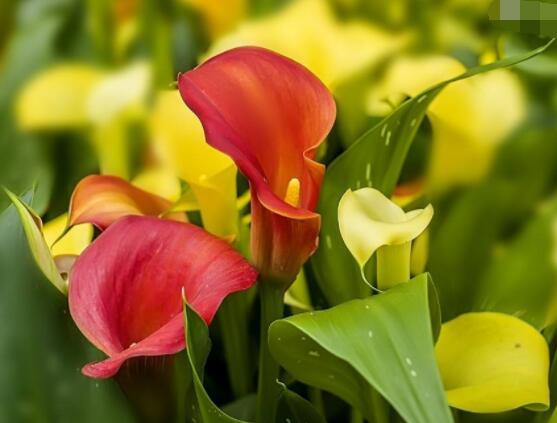 彩色馬蹄蓮能養(yǎng)幾年，通常養(yǎng)殖3-4年是沒(méi)有問(wèn)題