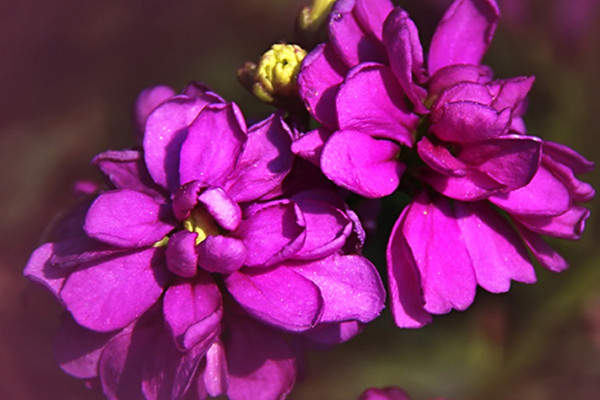 紫羅蘭有什么特點