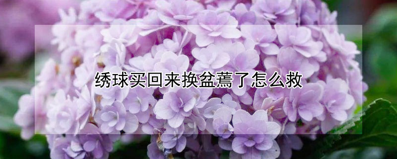 繡球買回來換盆蔫了怎么救