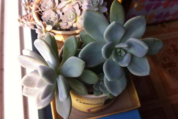 寶石花的花語及傳說，代表著富貴、永恒