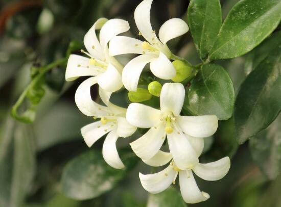 九里香爛根的原因，九里香爛根怎么辦