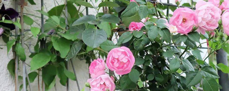 月季光長(zhǎng)葉子不開(kāi)花怎么回事