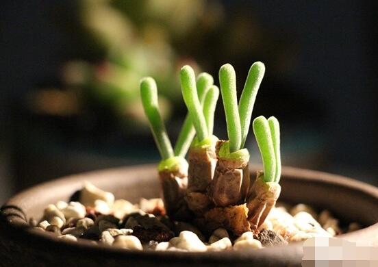 碧光環(huán)多肉怎么養(yǎng)，注意土壤透氣性、控水控溫度